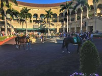 Paarden promo