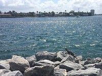 Leguaan in Palm Beach