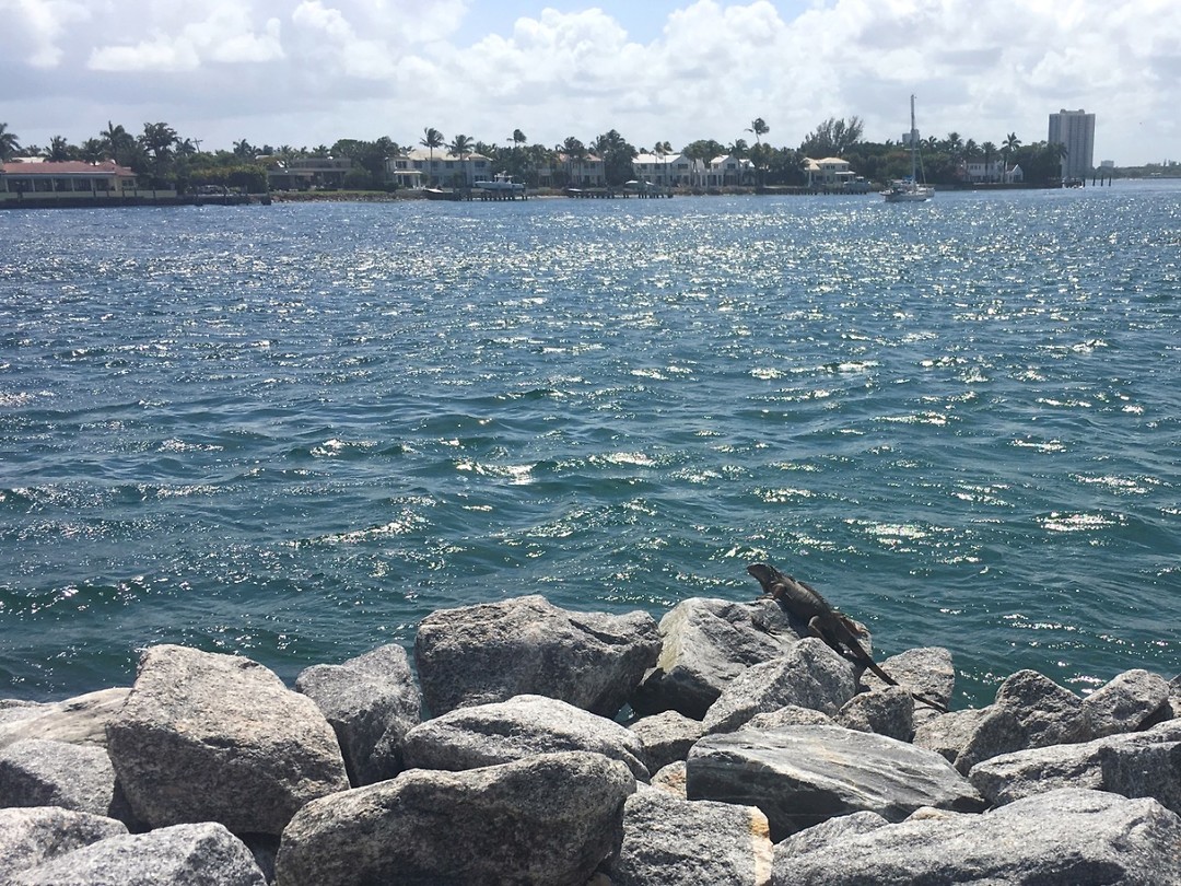 Leguaan in Palm Beach