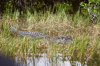Dag 2 - Everglades (5)