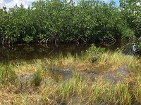 Dag 2 - Everglades (3)