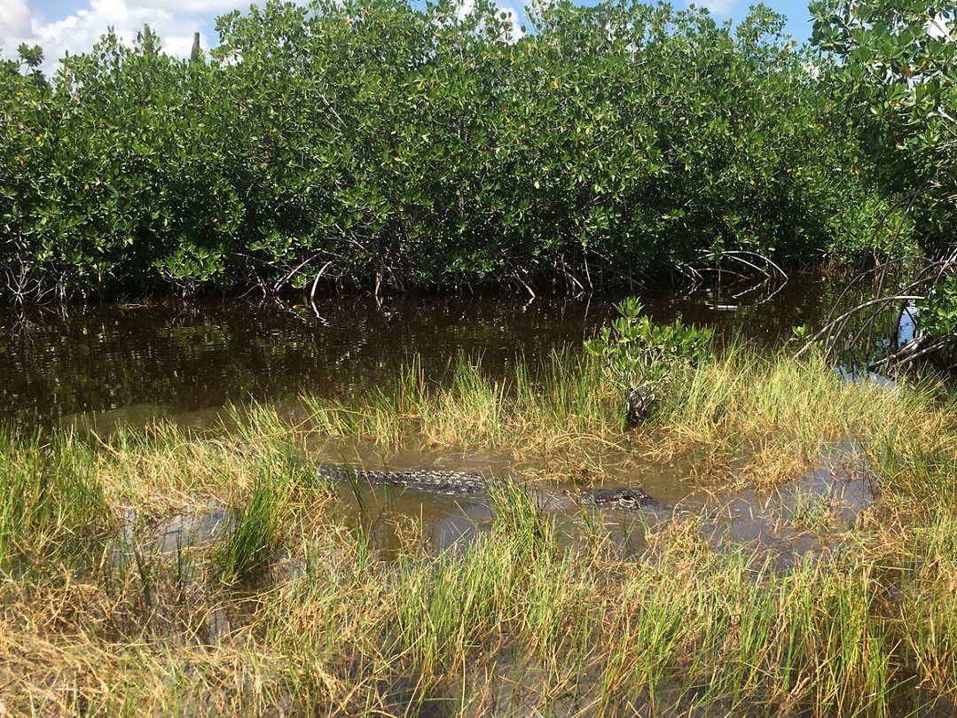 Dag 2 - Everglades (3)