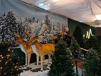 23 december - In het tuincentrum