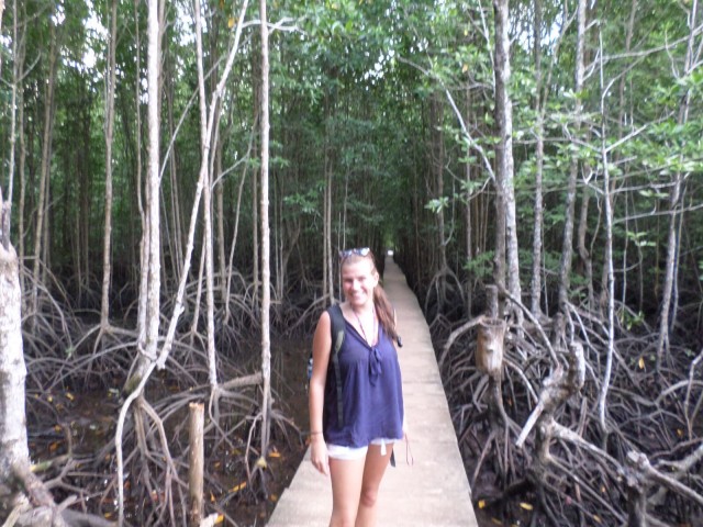 Mangrove