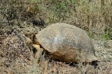 Schildpad langs de weg