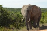 grote mannelijke olifant komt even langsrennen