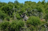 Kudu (denk ik)