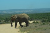even de weg oversteken