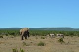 olifant gaat zebra's pesten