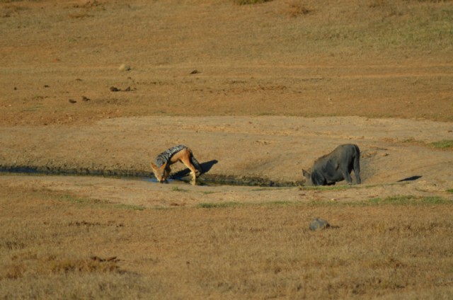 black backed jackal en warthog