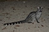 deze bezocht ons 's avonds op de camping, spotted Genet