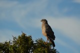 1 van de vele roofvogels