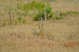 meerkat!