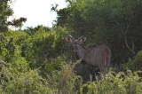 Eland? Moet ik nog even opzoeken