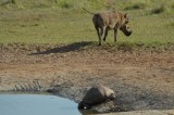 dorstige schildpad..