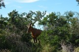 Red Hartebeest