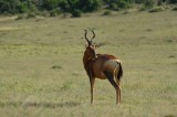 Nog een Red Hartebeest