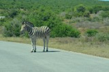 Eerste zebra in Addo