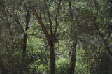 Nog velen volgden hierna..Vervet Monkeys