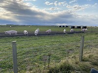 IMG_2223