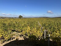 IMG_6516