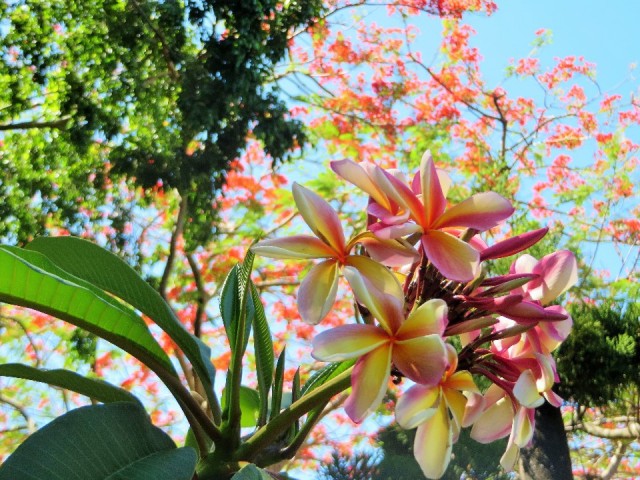 Paluma