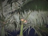 Possum in de achtertuin