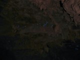 Glowworms
