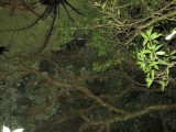 Nachtelijke wandeling