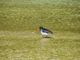Hiken bij Abel Tasman