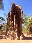Termite mounds