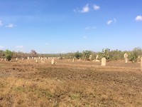 Termite mounds