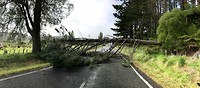 Boom die de weg blokkeert
