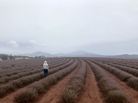 Bridestowe Lavender Estate