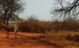 zebra op het pad