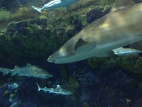 Sandtiger shark met heel gemene tanden