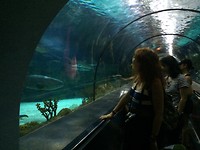 In de haaientunnel