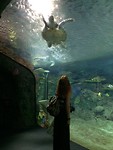 Bij de zeeschildpadden