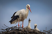 de familie Ooievaar