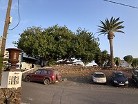 Het buurterras met ficus & palmboom