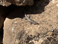 Canarische hagedis
