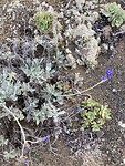Canarische lavendel