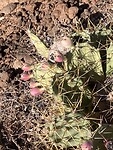 Cactusvijg