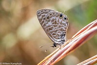 Klein tijgerblauwtje (macro)