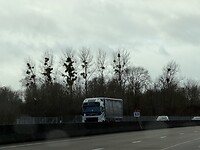 meer maretak