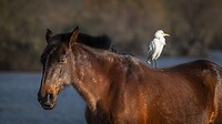 een koereiger op een paard