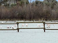 flamingo's!