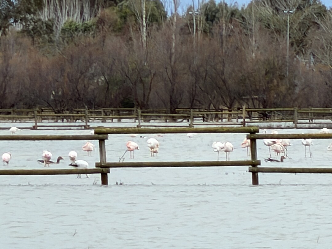 flamingo's!