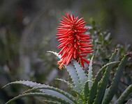 aloe in bloei