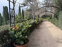 pergola (met camelia)